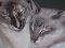 jc2cats