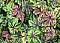 Tiarella