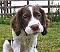 springer