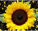 TheSunFlower