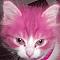 littlepinkcat