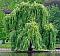 Willow1