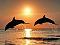 DolphinLover